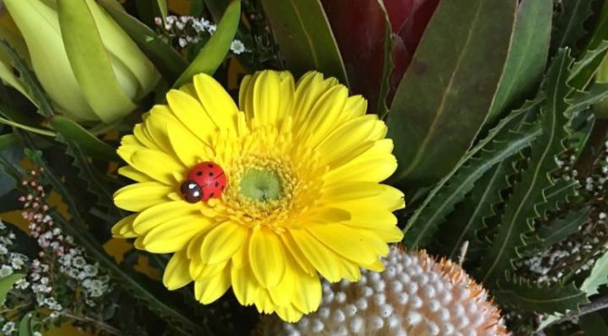 Mothers Day at the Market